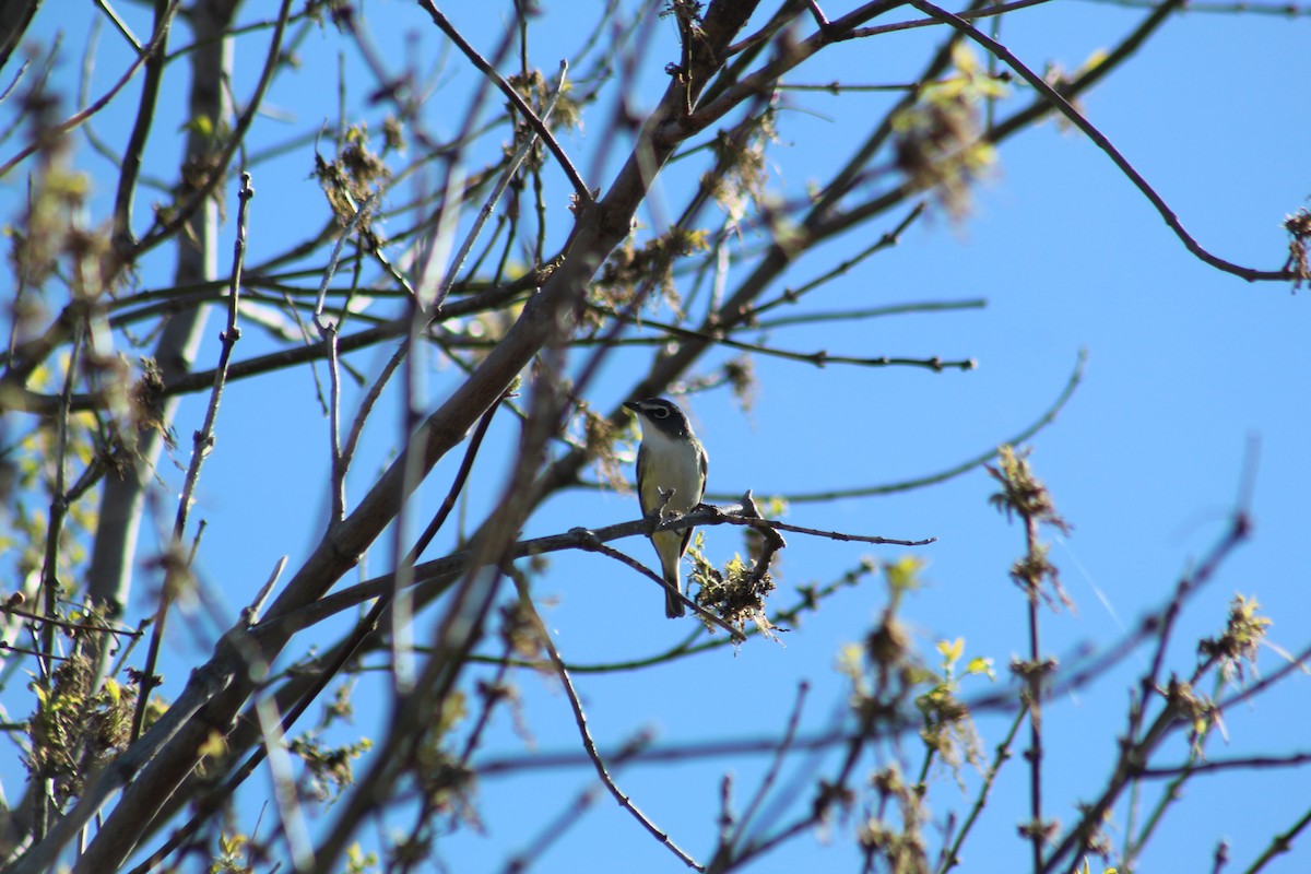 Blue-headed Vireo - ML568241161