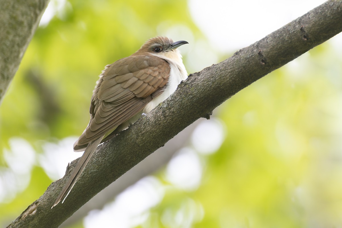 Black-billed Cuckoo - Ryan Sanderson