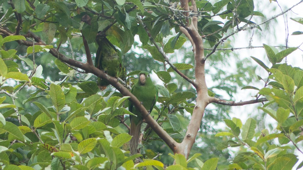 White-eyed Parakeet - ML568242011