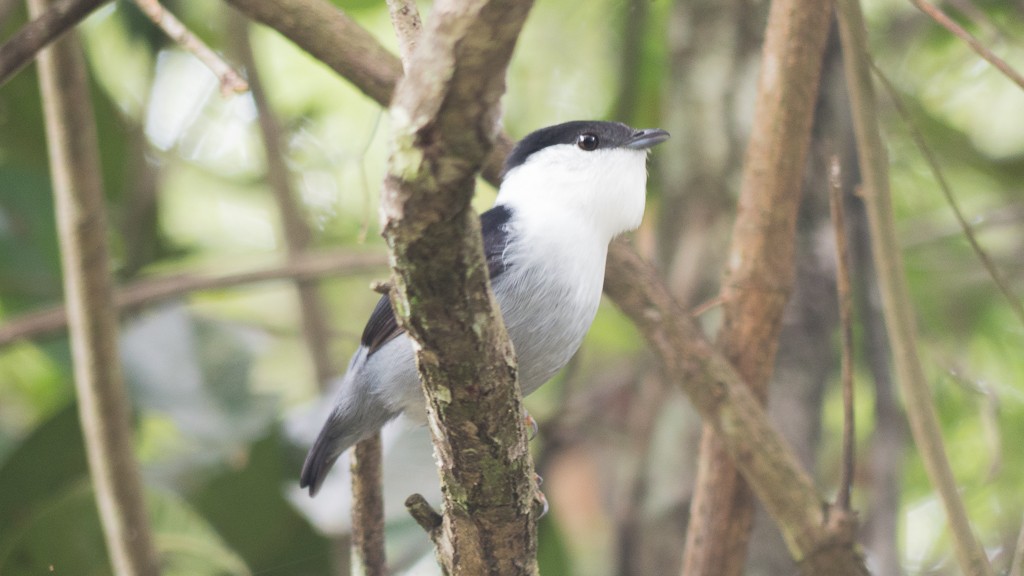 White-bearded Manakin - ML568242261