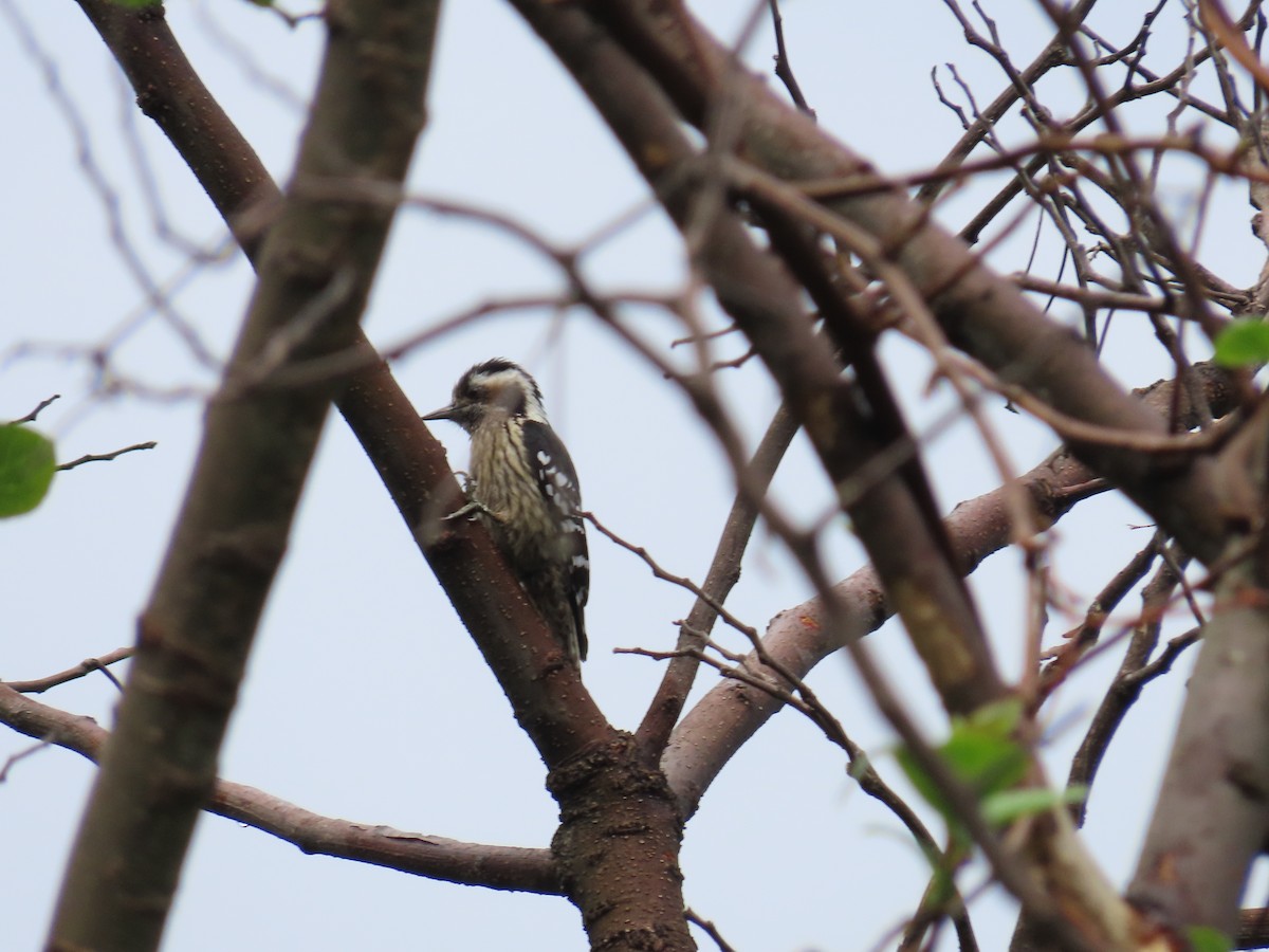 Gray-capped Pygmy Woodpecker - ML568242341
