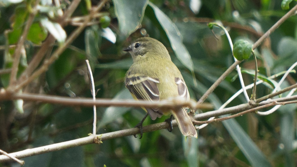 Planalto Tyrannulet - ML568242481