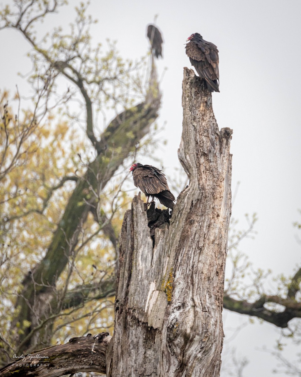 Turkey Vulture - ML568242771