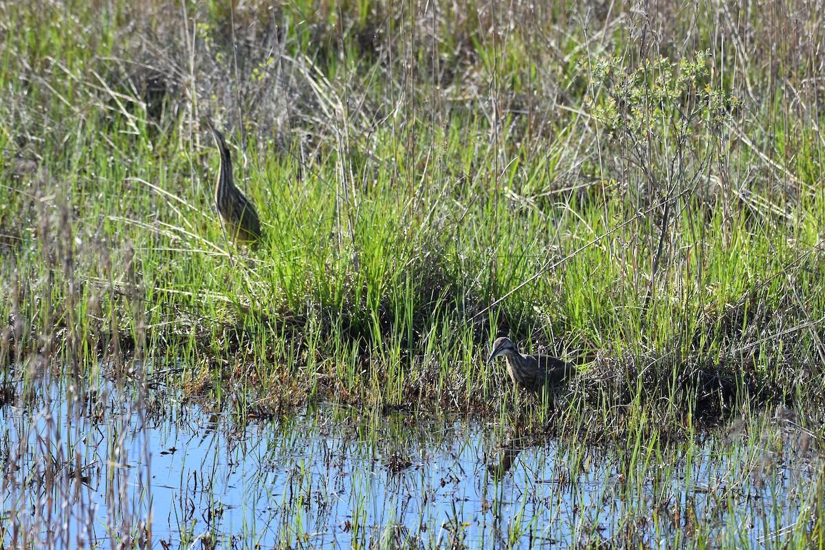 American Bittern - Jimmy  Welch