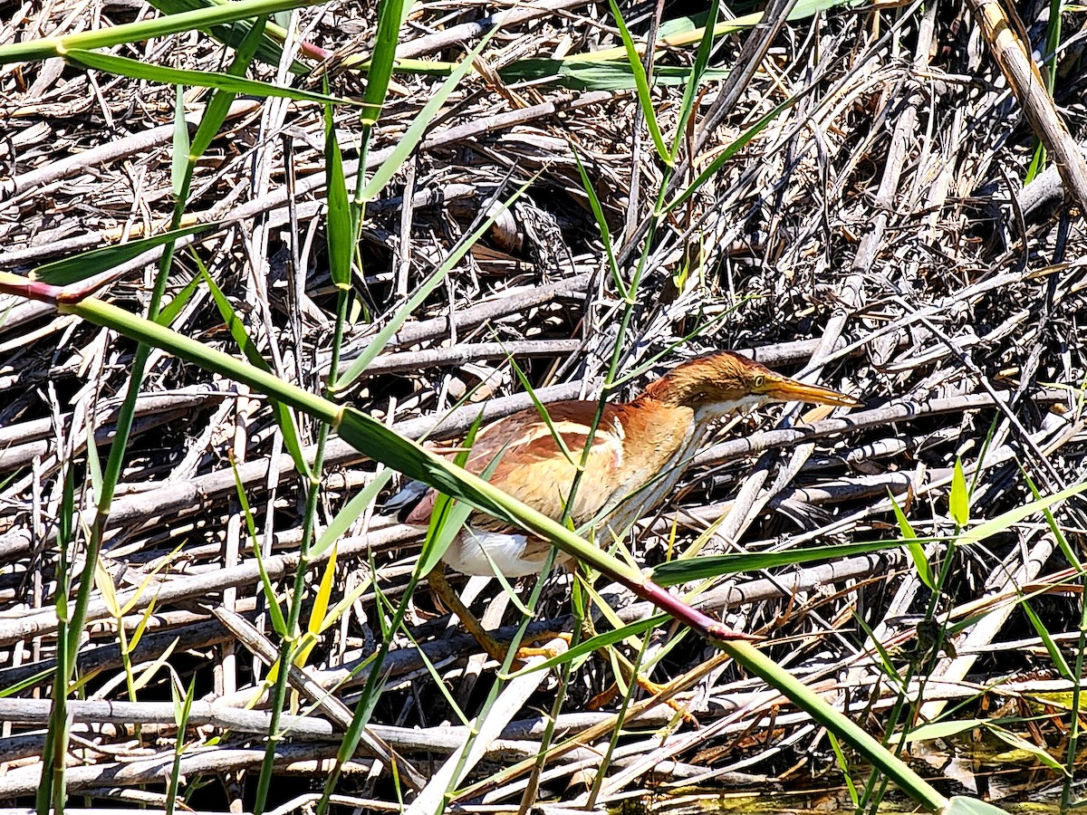 Least Bittern - Greg Thomas