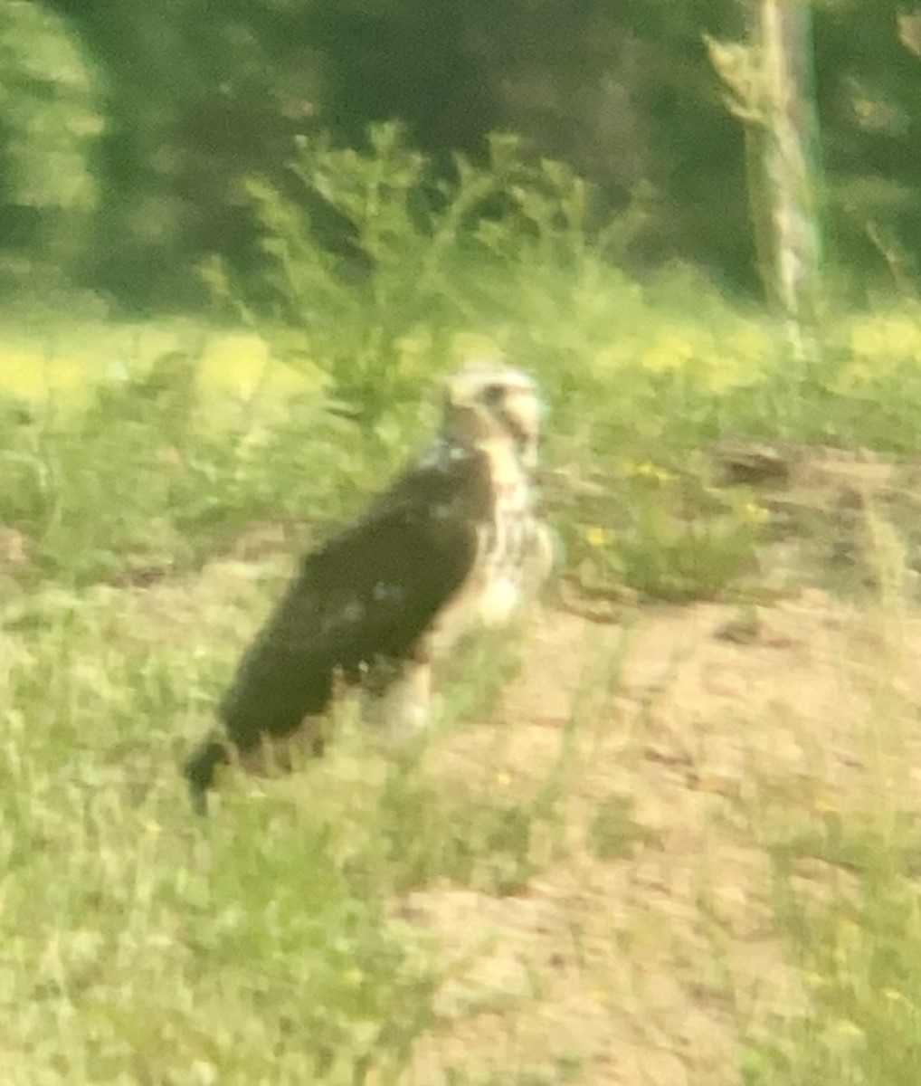 Swainson's Hawk - ML568244201