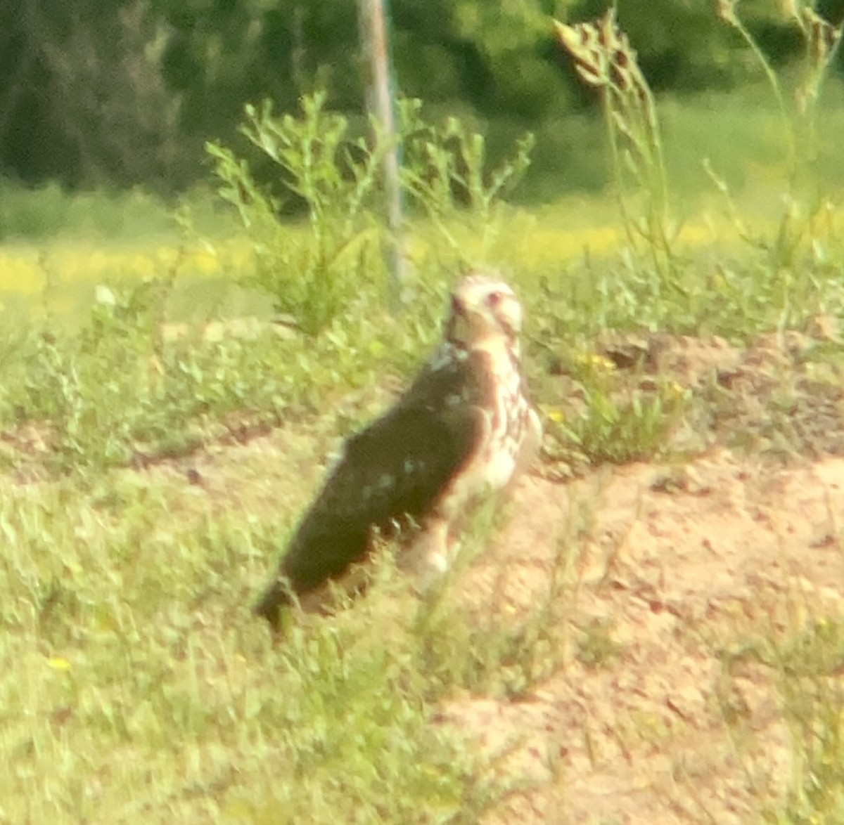 Swainson's Hawk - ML568244211