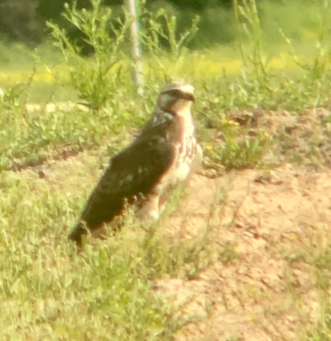 Swainson's Hawk - ML568244221