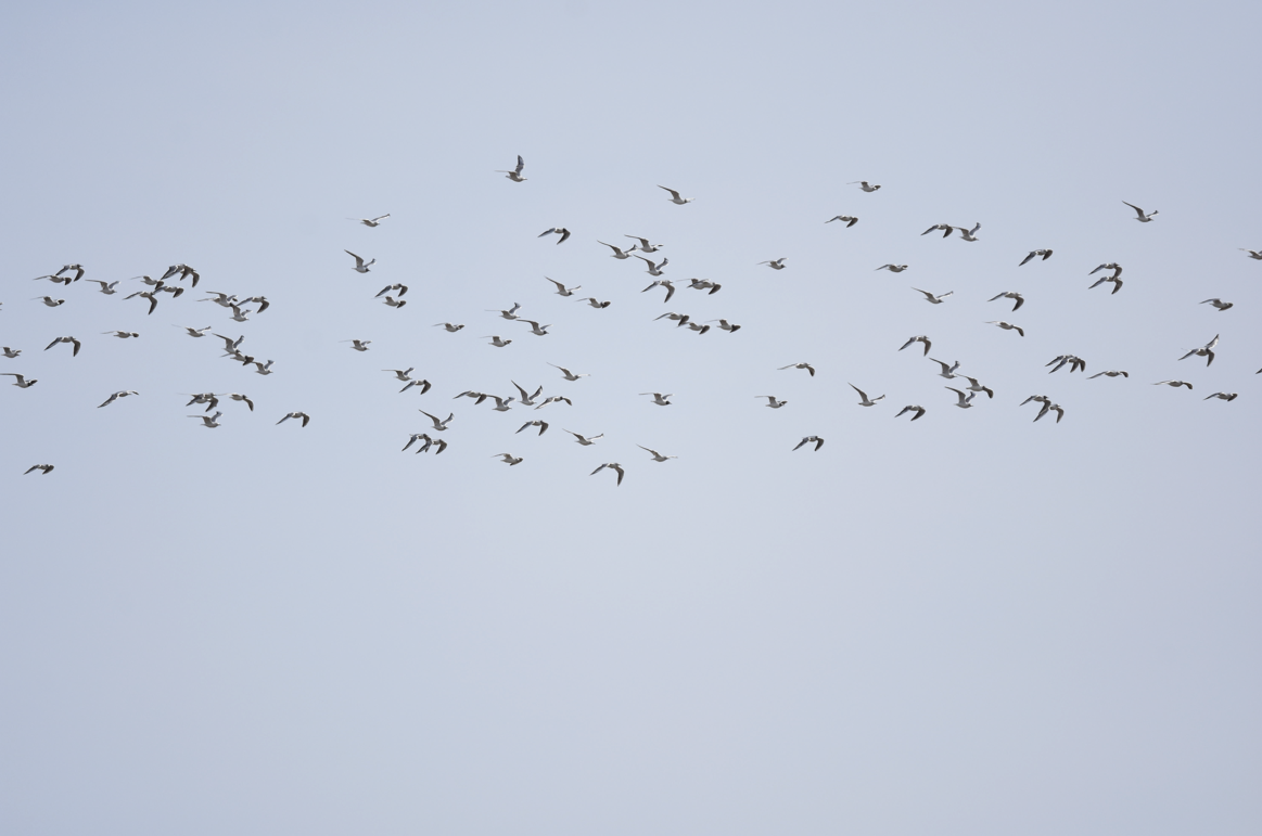 Black-headed Gull - ML568245671