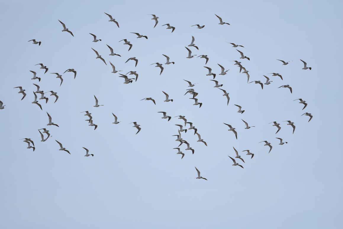 Gaviota Reidora - ML568245681