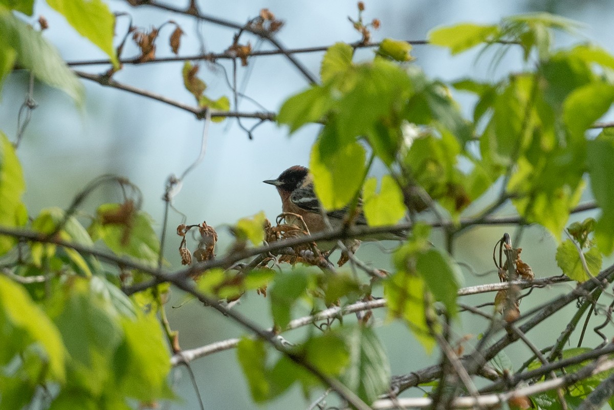 Braunkehl-Waldsänger - ML568245821