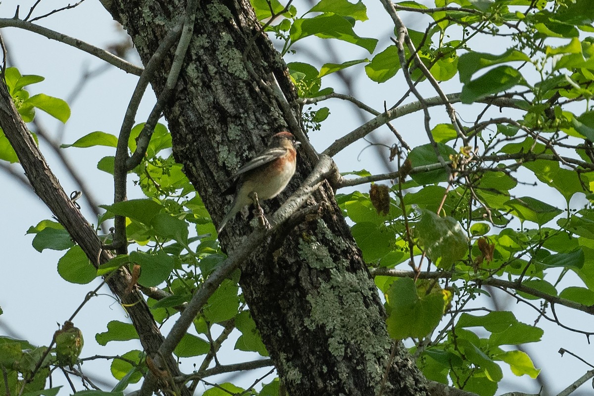 Braunkehl-Waldsänger - ML568245831