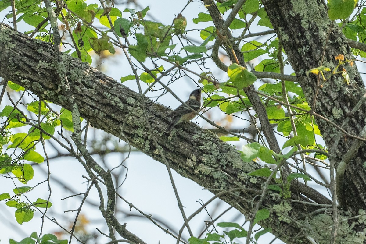 Bay-breasted Warbler - ML568245841