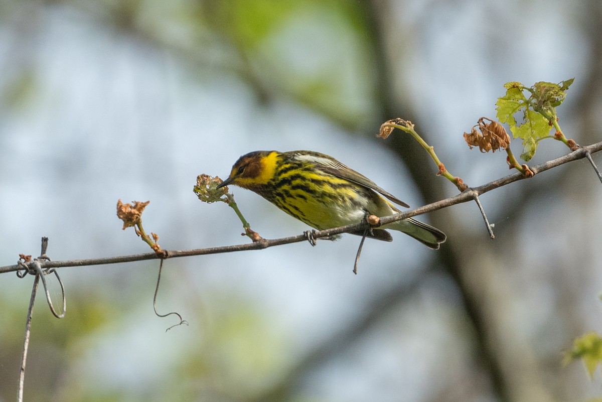 Paruline tigrée - ML568245991