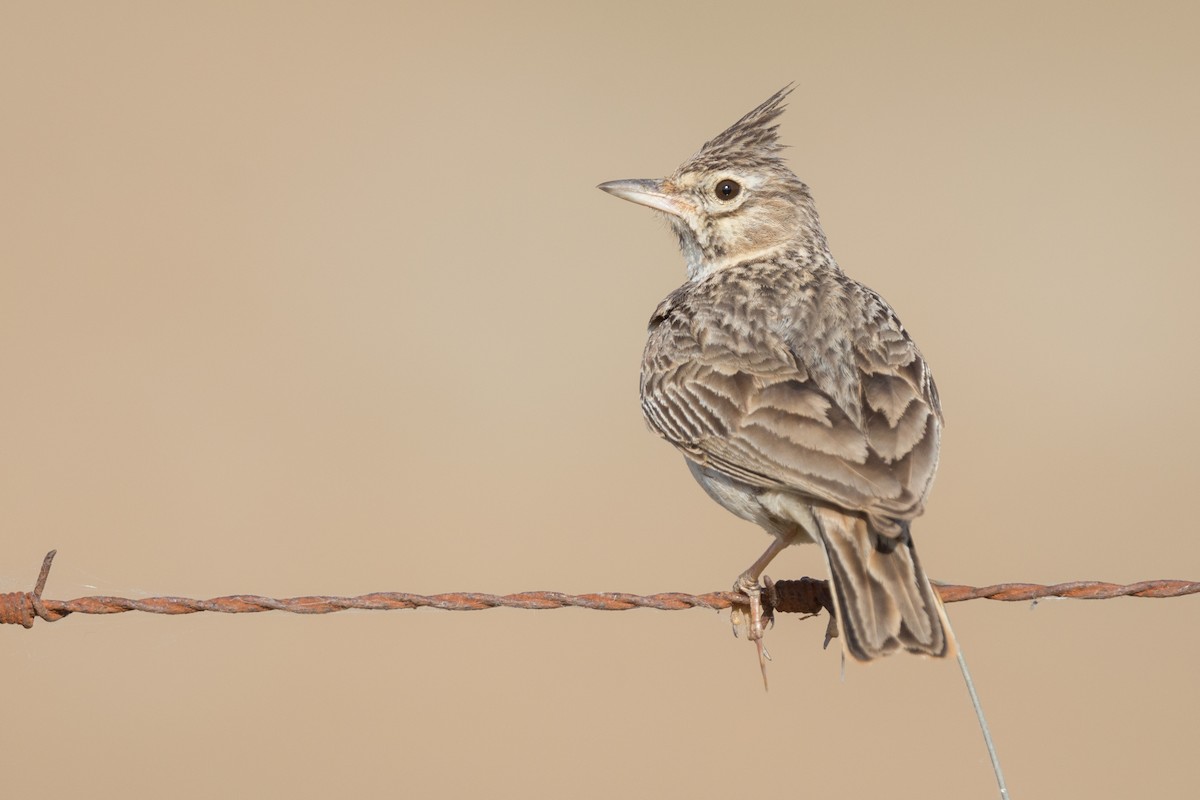 Thekla's Lark - ML568246271