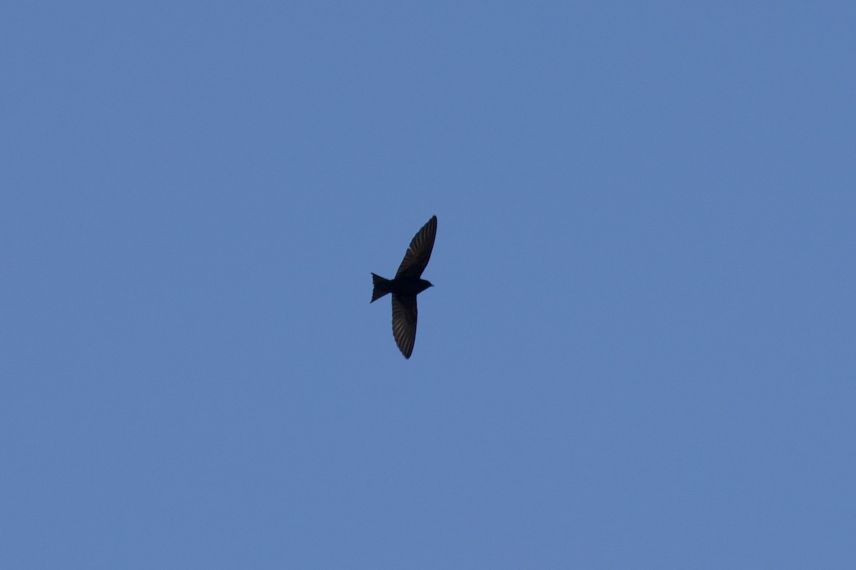 Purple Martin - ML568246341