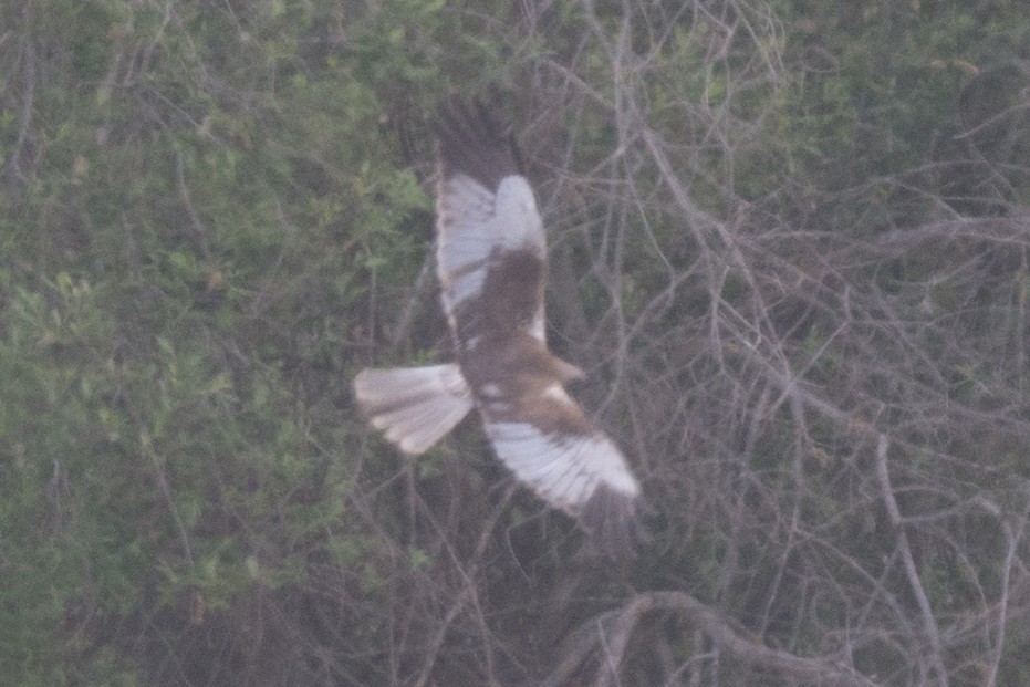 Намгийн хулд - ML568246961