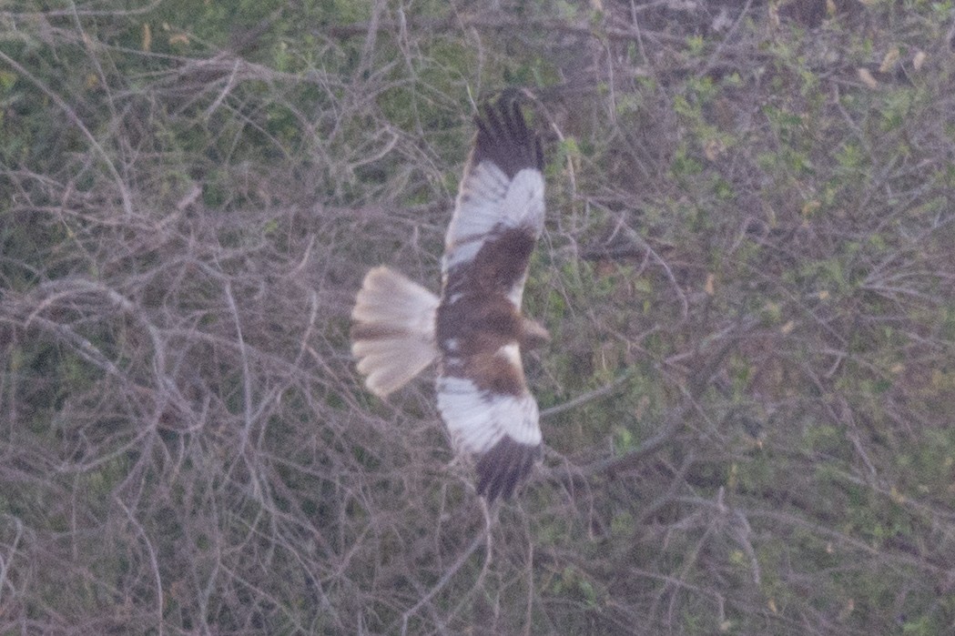 Намгийн хулд - ML568246971