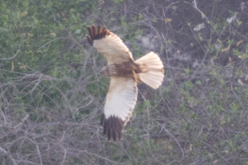 Намгийн хулд - ML568246981