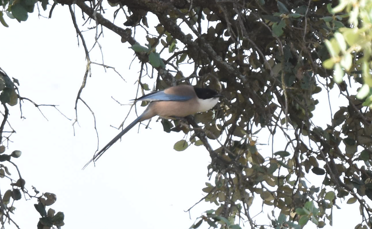 Iberian Magpie - ML568247351