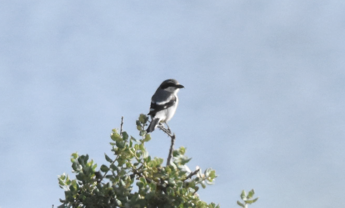 Iberian Gray Shrike - ML568248311