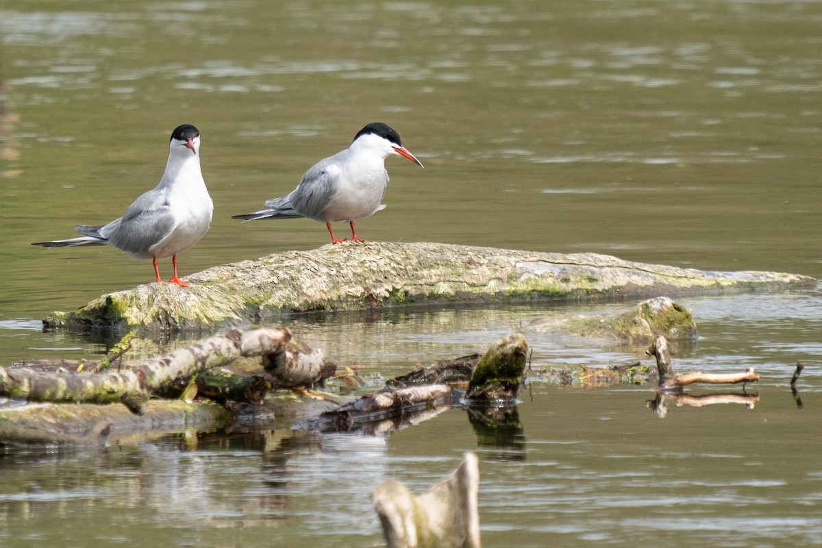 Common Tern - Holger Schneider