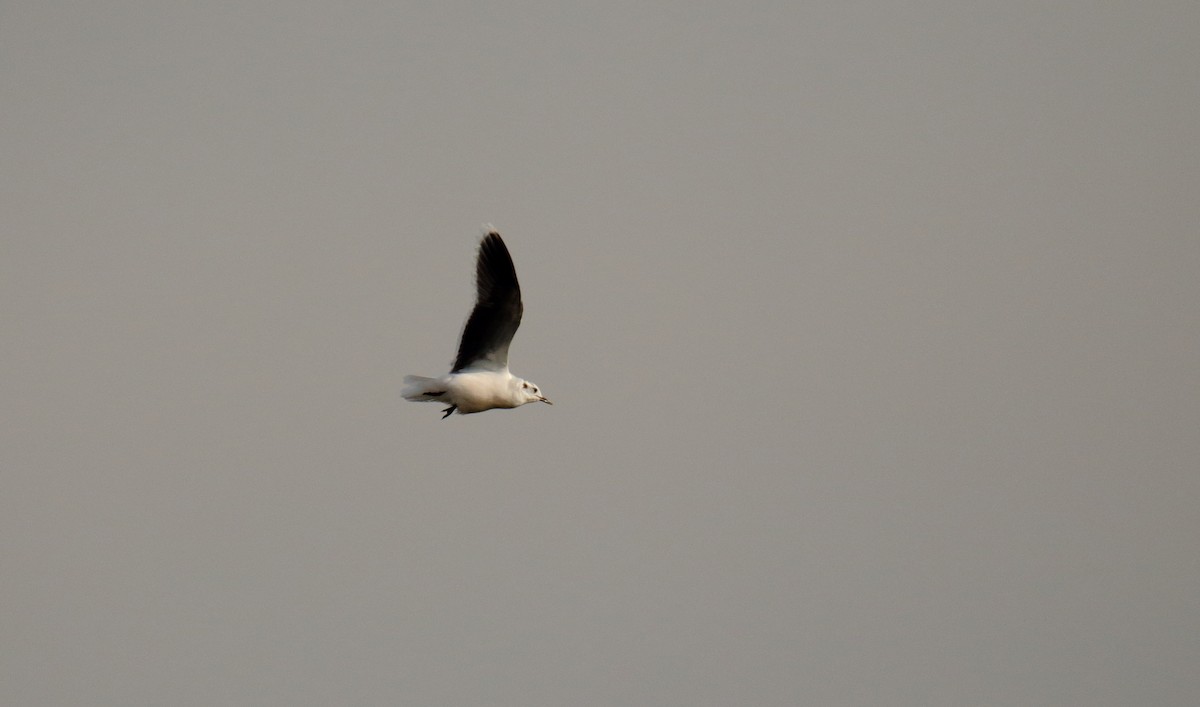 Mouette pygmée - ML568249401