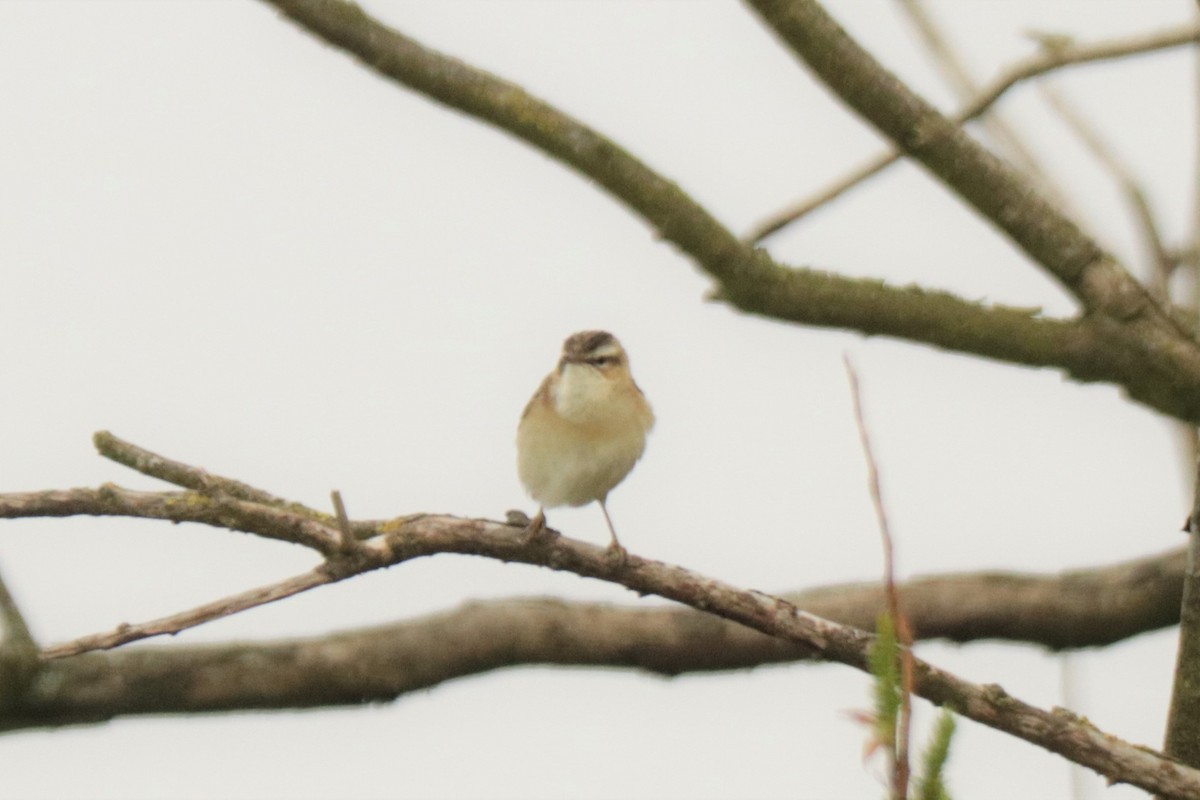 Sedge Warbler - ML568249661