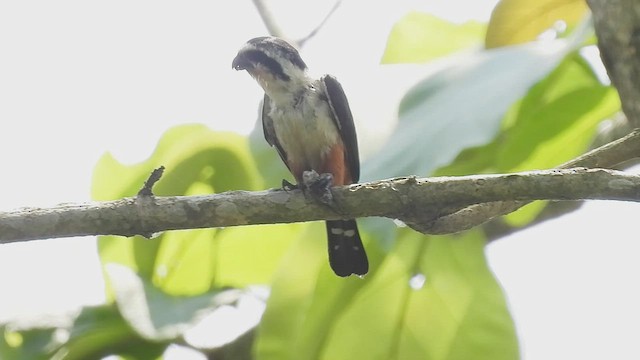 Collared Falconet - ML568249961