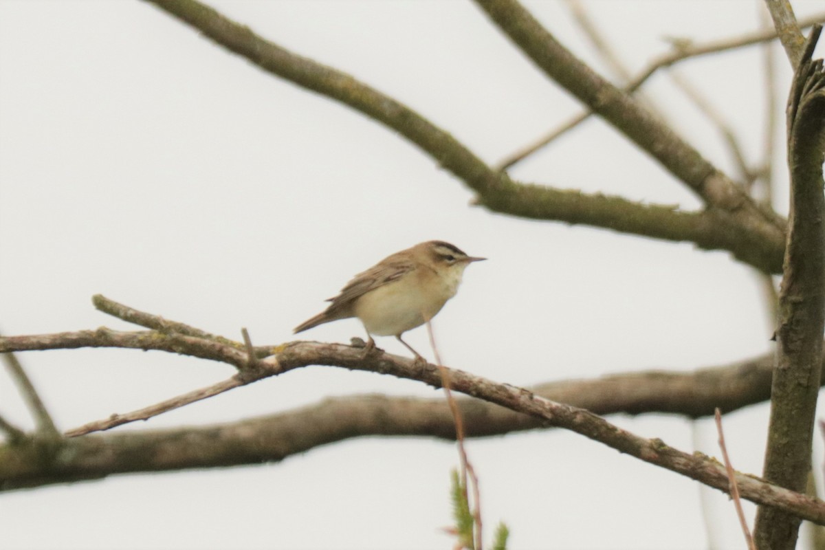 Sedge Warbler - ML568250041