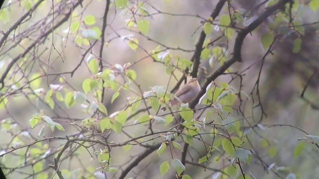 Mosquitero Silbador - ML568250241