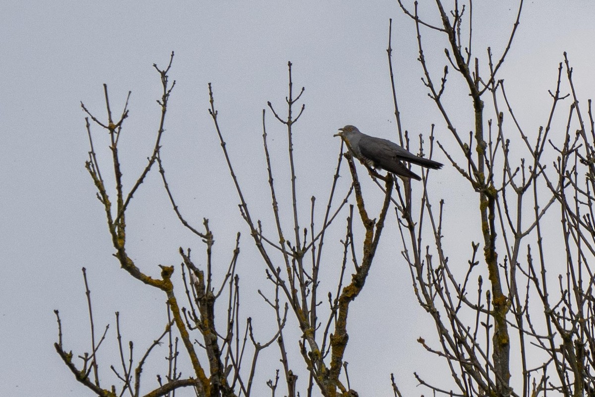 Common Cuckoo - ML568250391