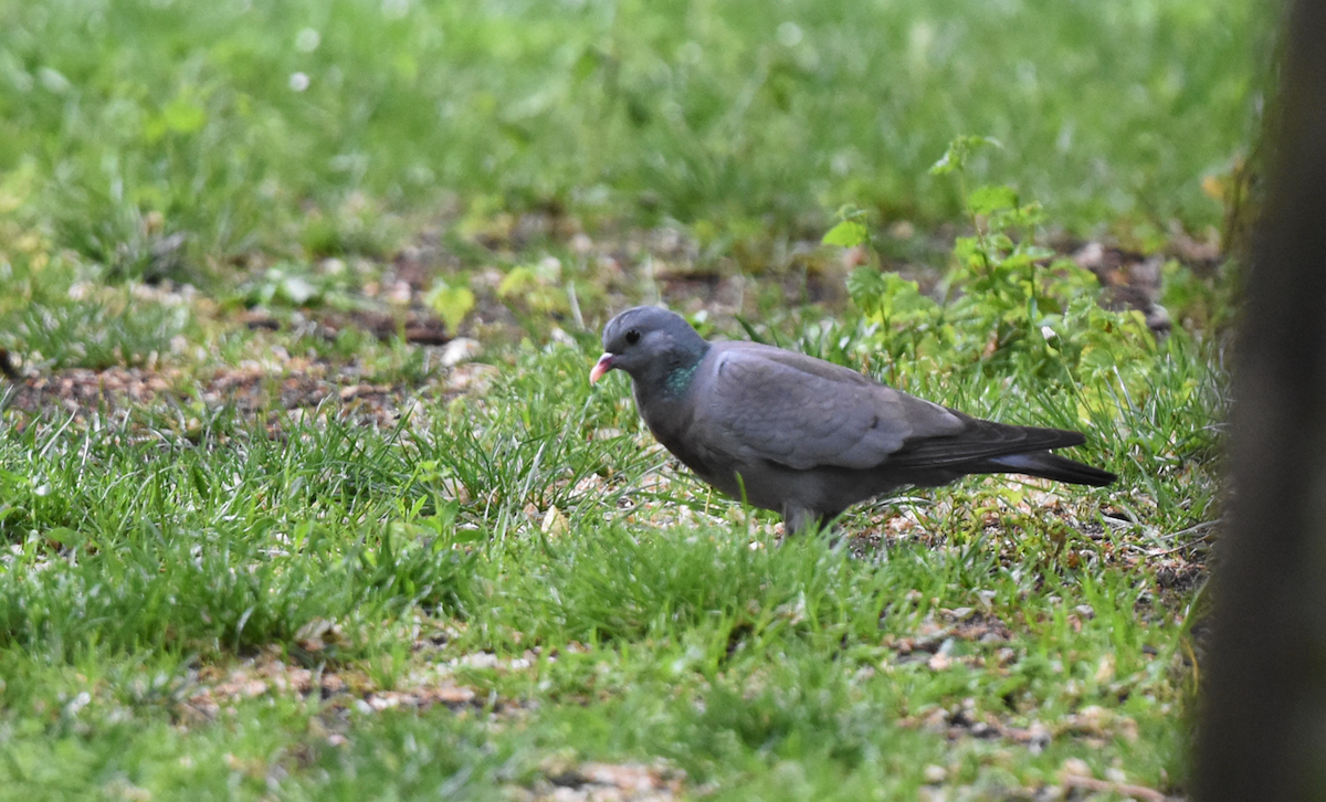 Хүнхэл тагтаа - ML568251131