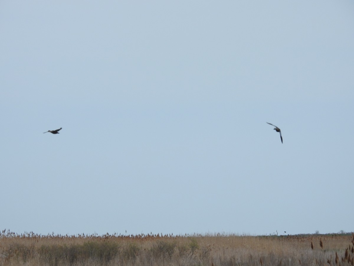 Blue-winged Teal - ML568251411