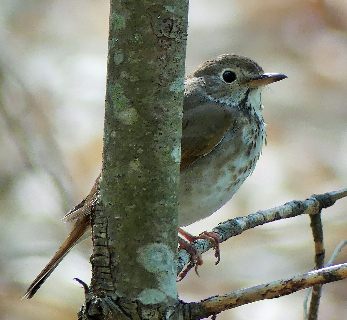 Hermit Thrush - ML568251501