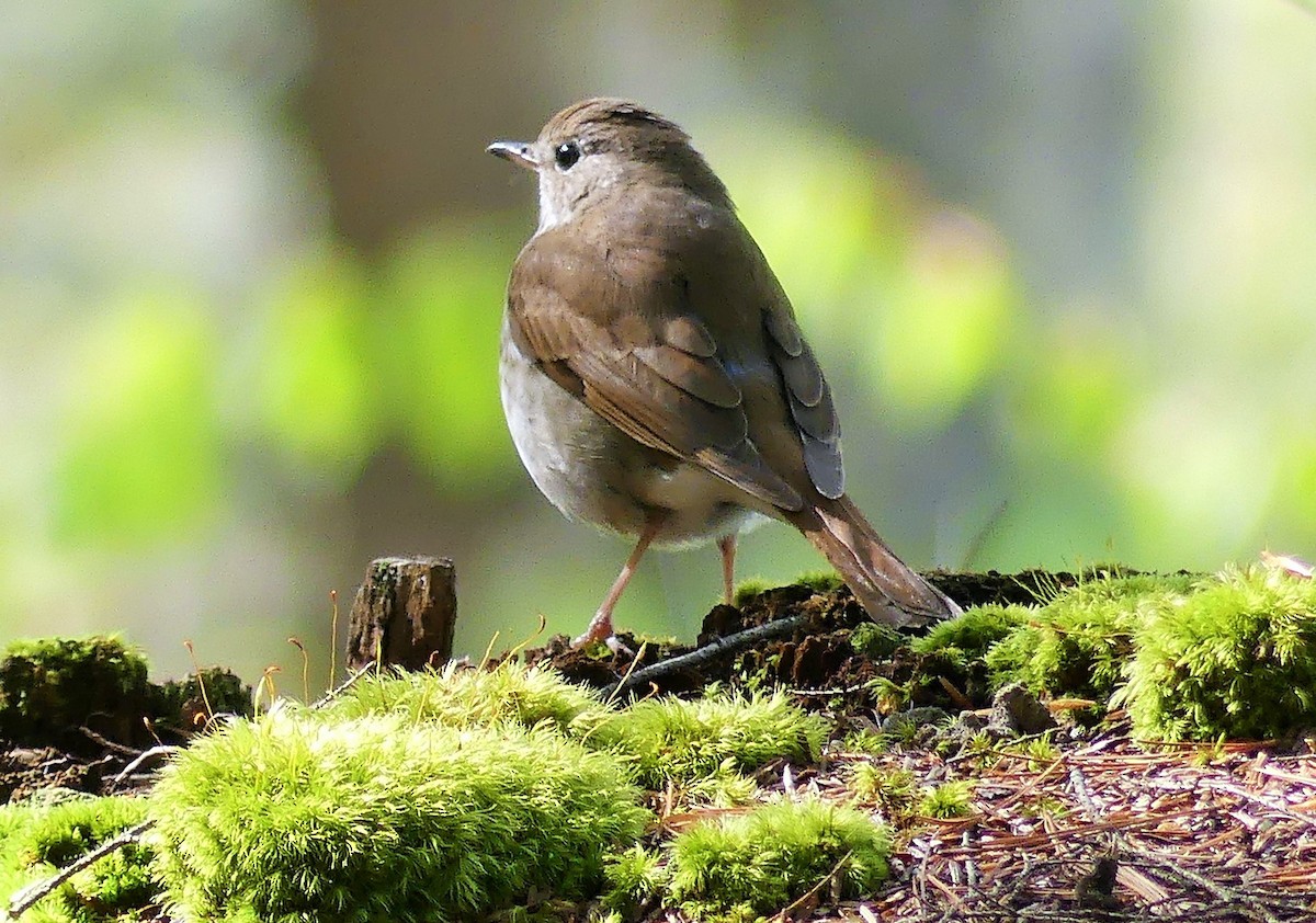 Hermit Thrush - ML568251531