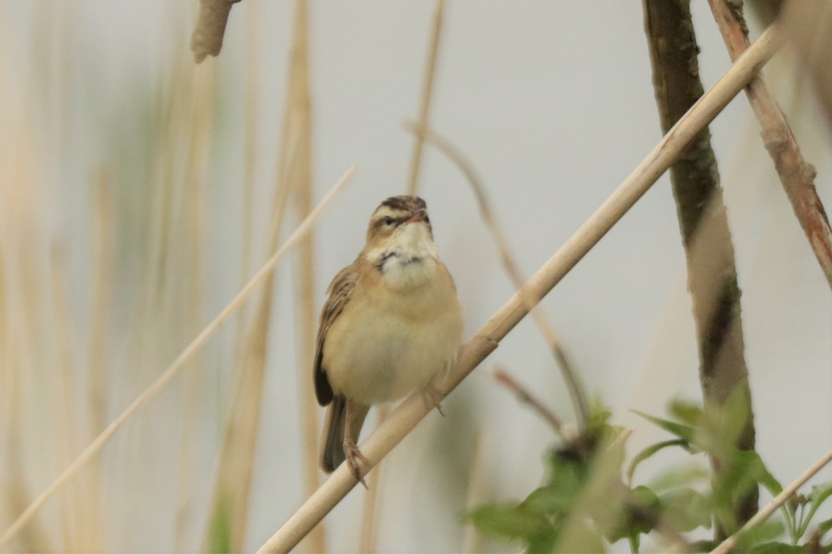 Sedge Warbler - ML568251561