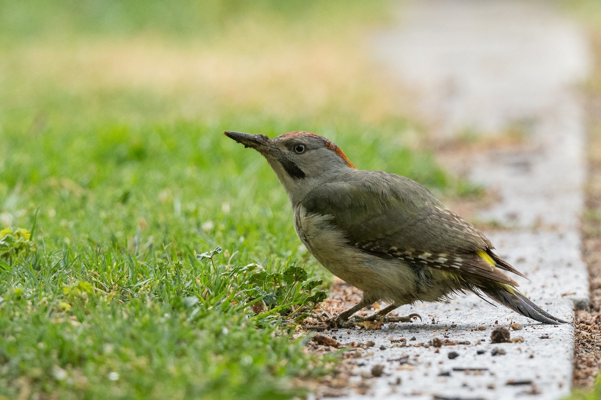 Iberian Green Woodpecker - ML568251641