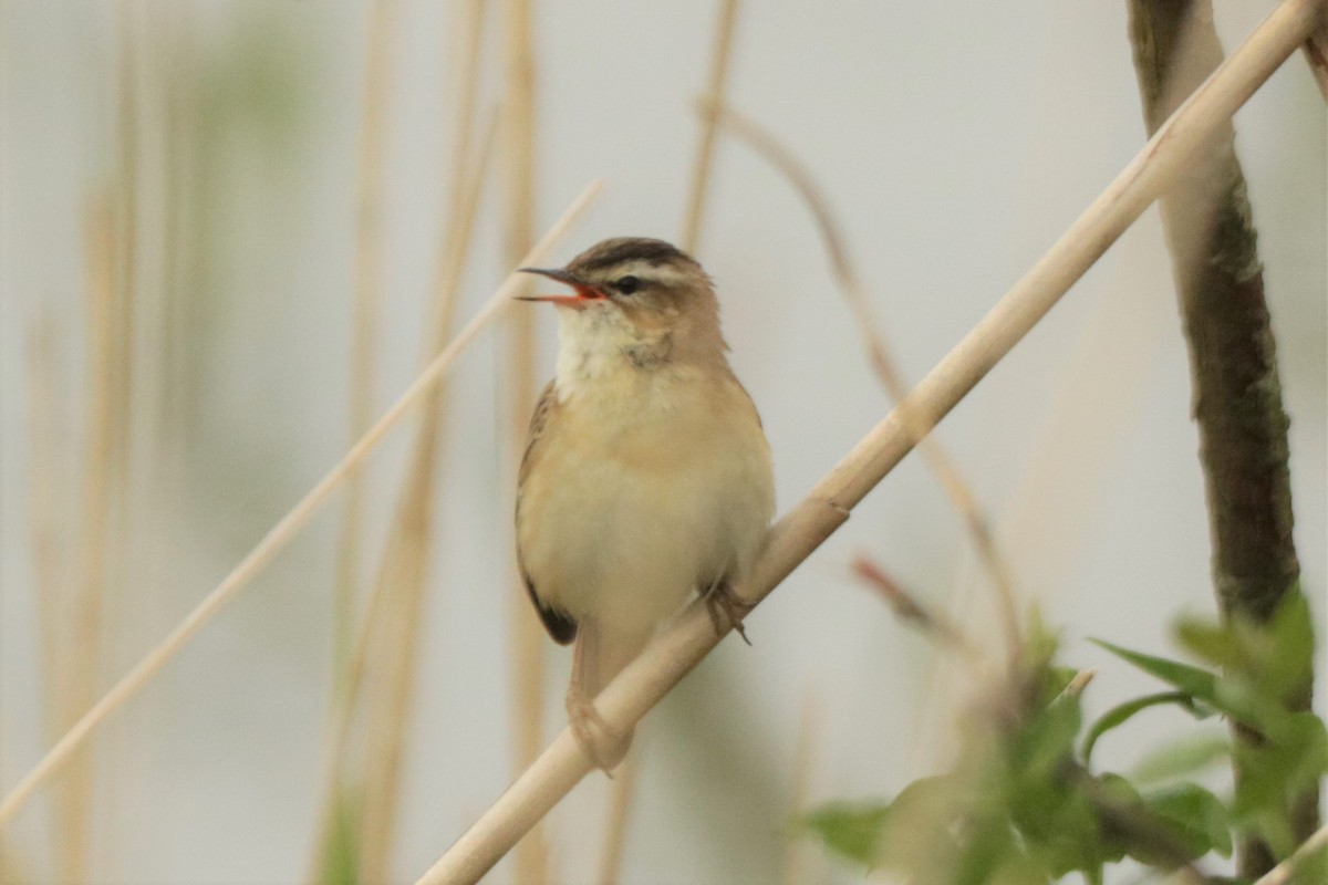 Sedge Warbler - ML568251821