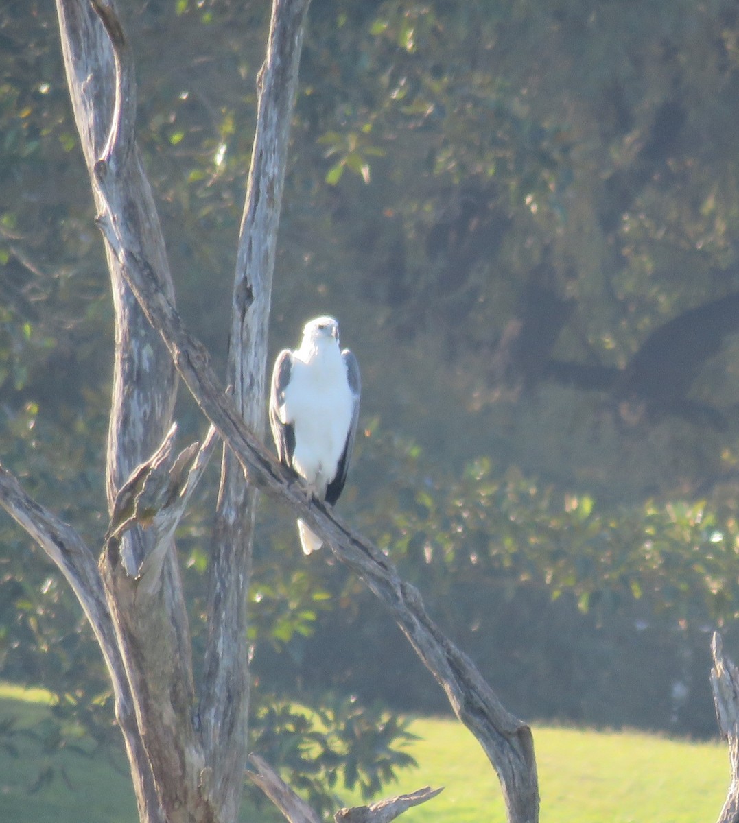 White-bellied Sea-Eagle - ML56825191