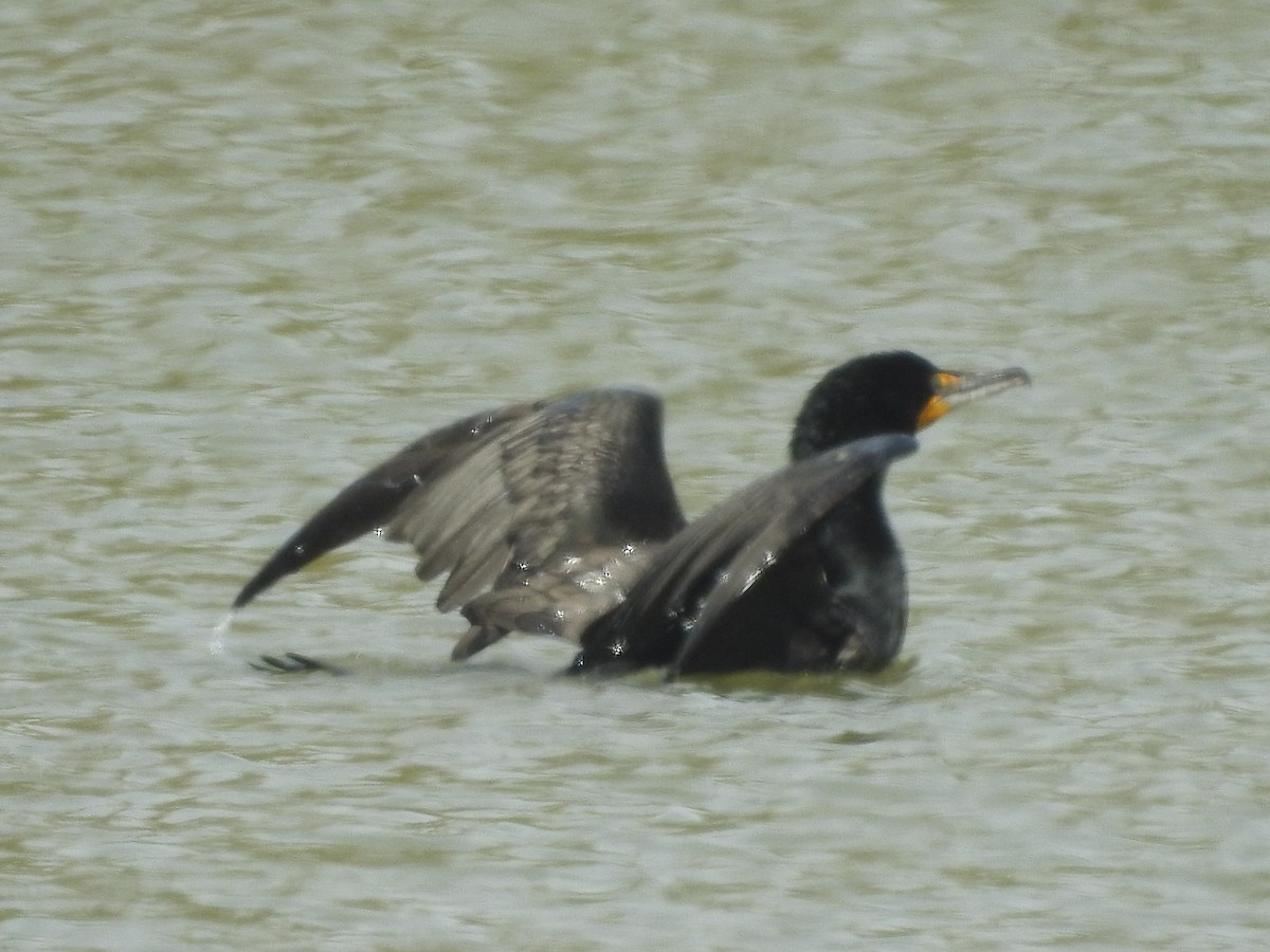 Double-crested Cormorant - ML568251911