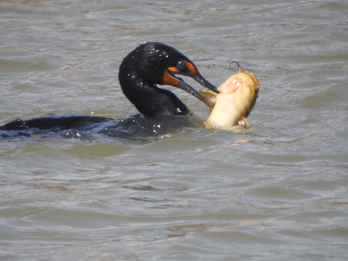 Double-crested Cormorant - ML568251951
