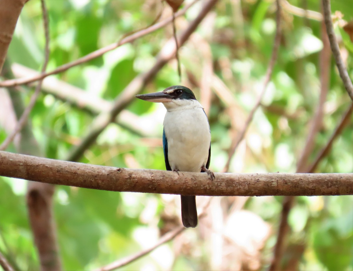 Collared Kingfisher - Bosco Chan