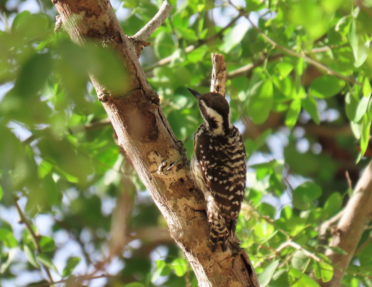 Philippine Pygmy Woodpecker - Bosco Chan