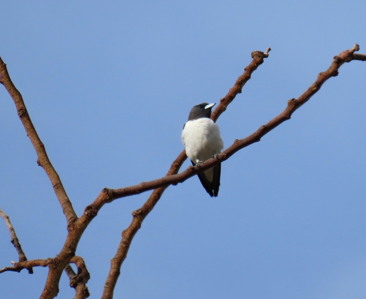 White-breasted Woodswallow - ML568252401