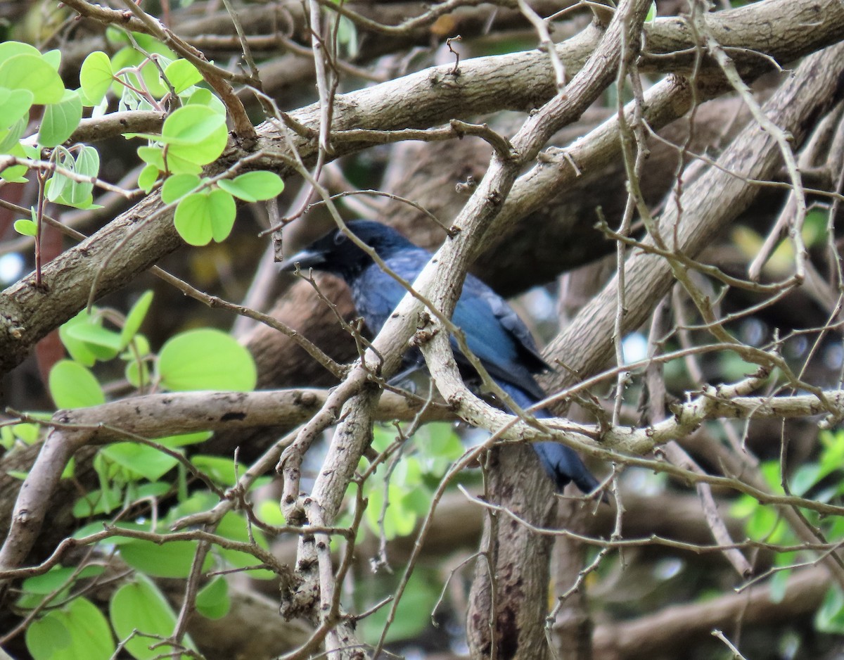 Drongo Balicassio - ML568252431