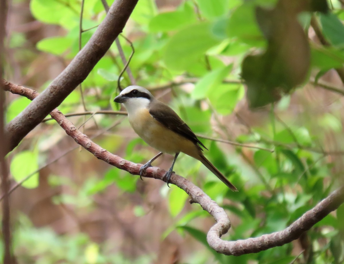 Brown Shrike (Philippine) - ML568252501