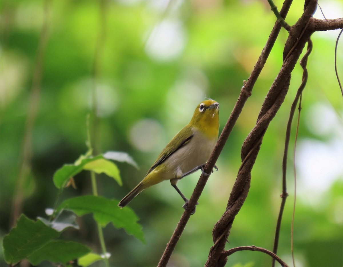 Lowland White-eye - ML568252601