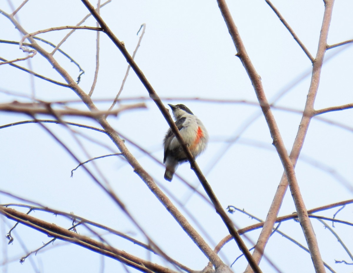 Red-keeled Flowerpecker - ML568252661