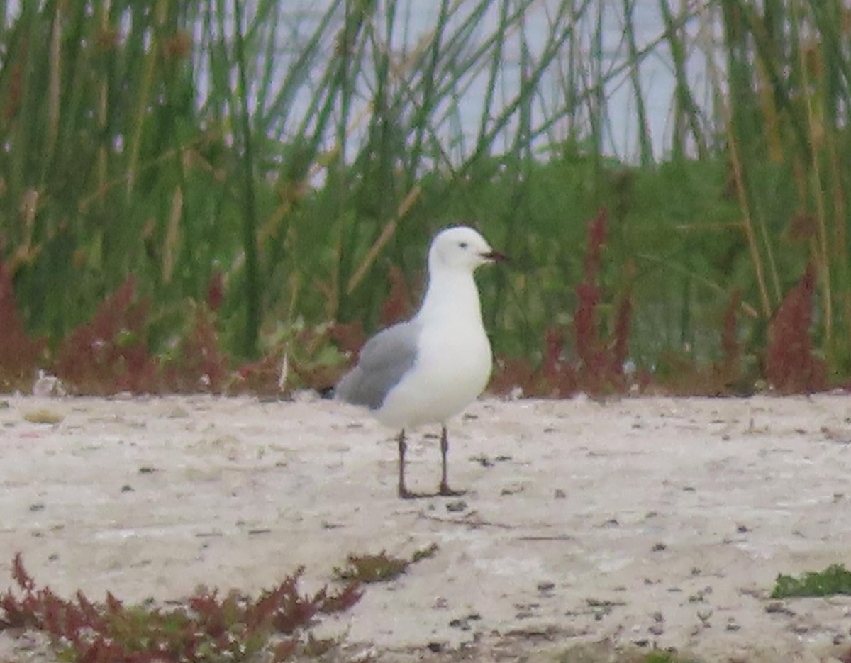 Hartlaub's Gull - ML568252811